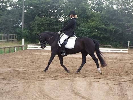Anden særlig race Max<3 Pensioneret :) - Foto: Bo Hammerum 2006. Han stod halt de 3 dage op til, men valgte at tage ham med alligevel og han blev da rengående igen <3 billede 12
