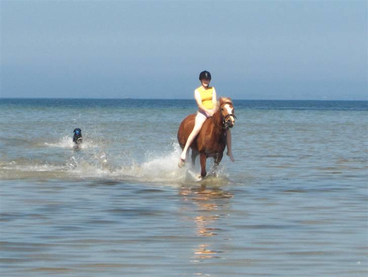 Anden særlig race Lucky  - ponyen og jeg, på stranden i fuld fart :P  © Loús Foto billede 19