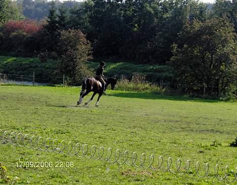 Dansk Varmblod Gin billede 6