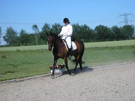 Anden særlig race SWEET WONDER ~ solgt. billede 2