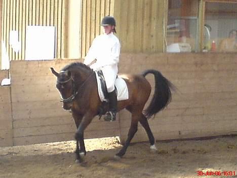 Anden særlig race SWEET WONDER ~ solgt. billede 3