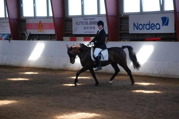 Anden særlig race SWEET WONDER ~ solgt. - LA4 for hest.  billede 6