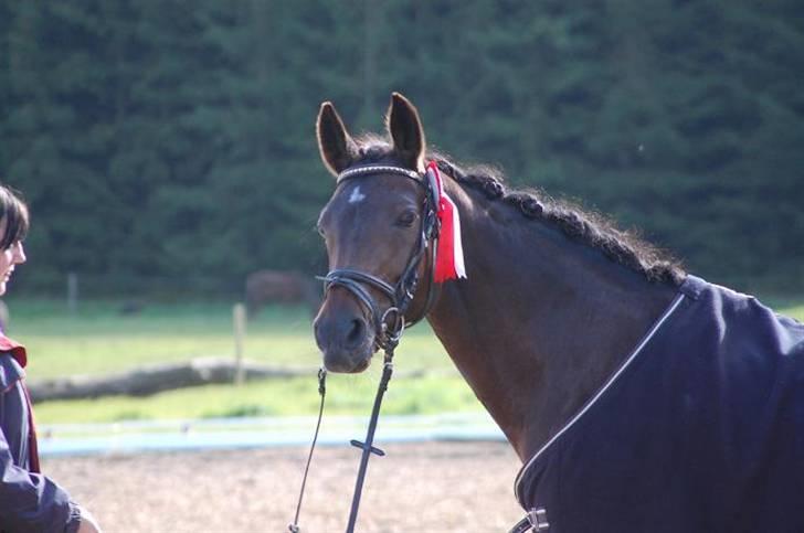 Anden særlig race SWEET WONDER ~ solgt. billede 9