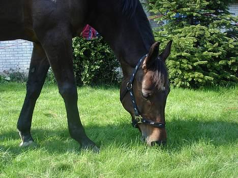 Anden særlig race SWEET WONDER ~ solgt. billede 13
