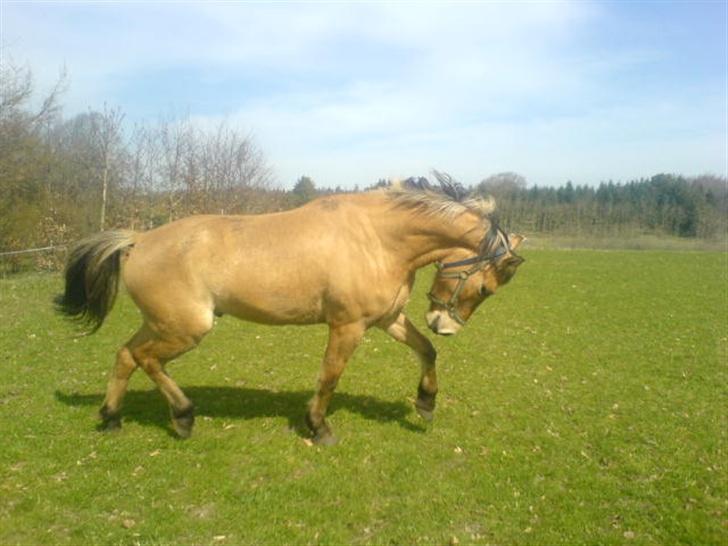 Anden særlig race lukas billede 1