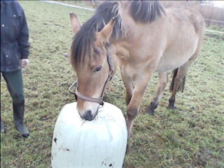 Anden særlig race lukas billede 2