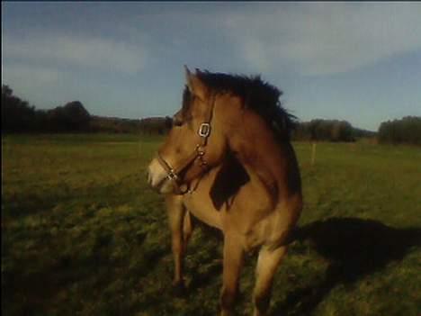 Anden særlig race lukas - Hmm . hvem kommer nu  billede 3