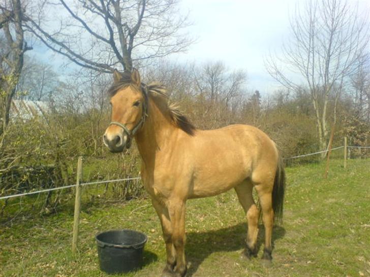 Anden særlig race lukas billede 4