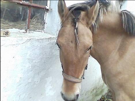 Anden særlig race lukas - d.29-10-06 billede 5