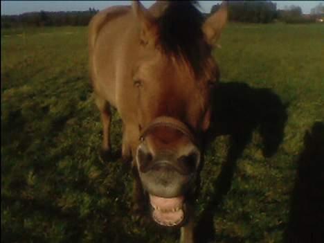 Anden særlig race lukas - jeg er så træt . det er sent om aften . jeg vil ind  billede 6