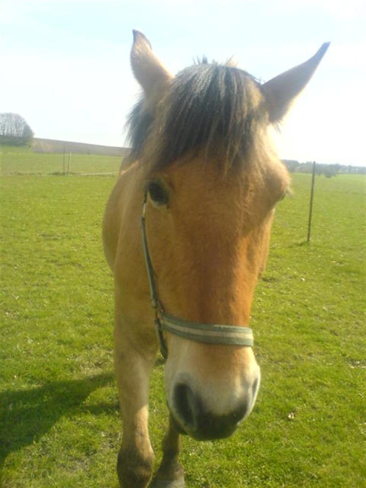 Anden særlig race lukas billede 7
