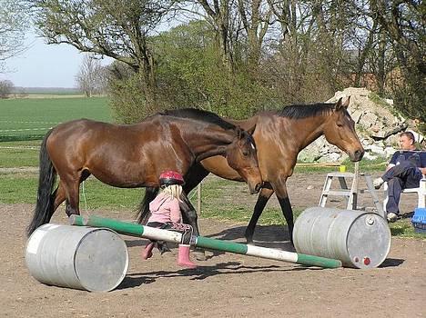 Dansk Varmblod Chafa (Solgt) - Chafa & Safran slapper af efter en gang spring :o) .... Og min niece tosser rundt på springende ;) billede 4