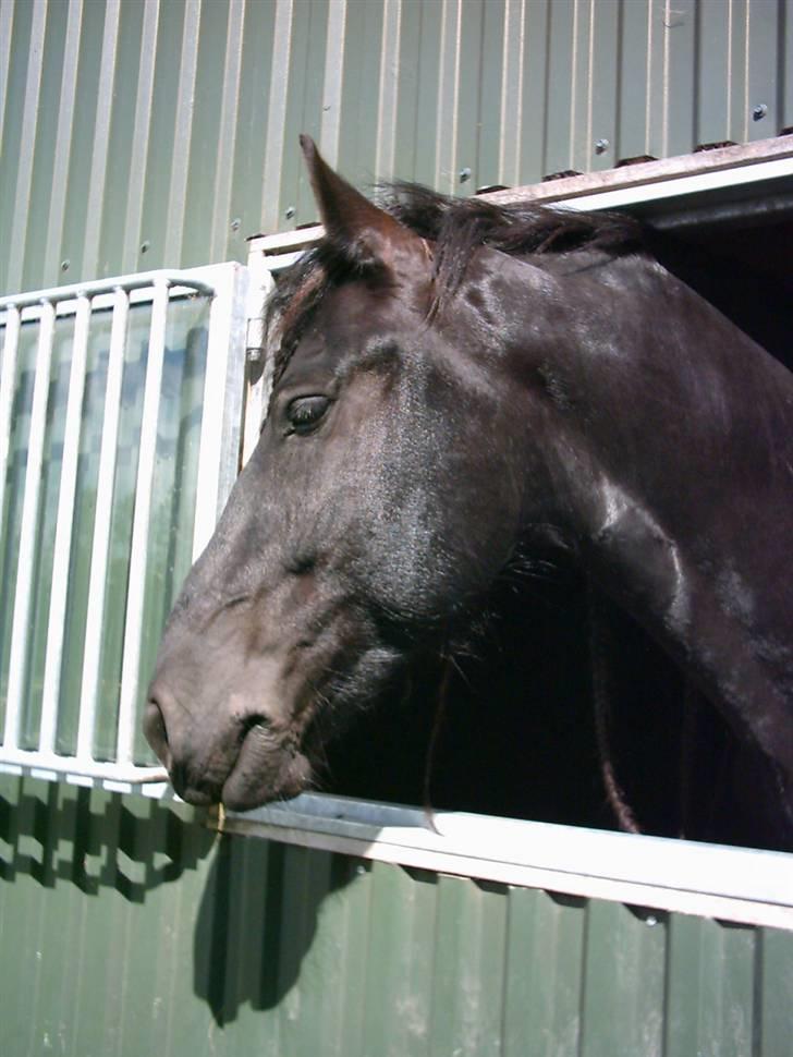 Frieser Durk T - Durk kigger på damerne ude på ridebanen :D billede 18