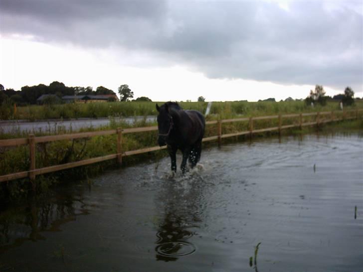 Frieser Durk T - Durke leger vandhund :)  billede 19
