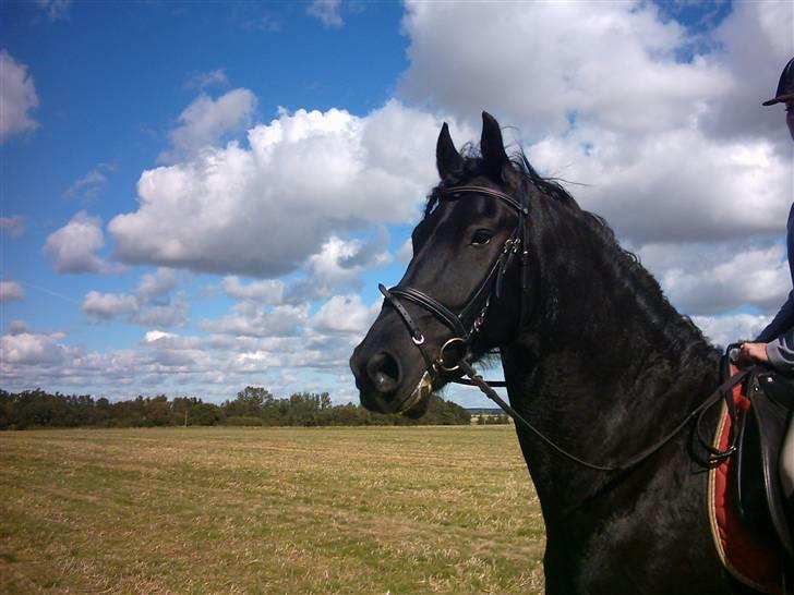 Frieser Durk T - Laver store næsebor:D .. skøre hest<3 billede 20