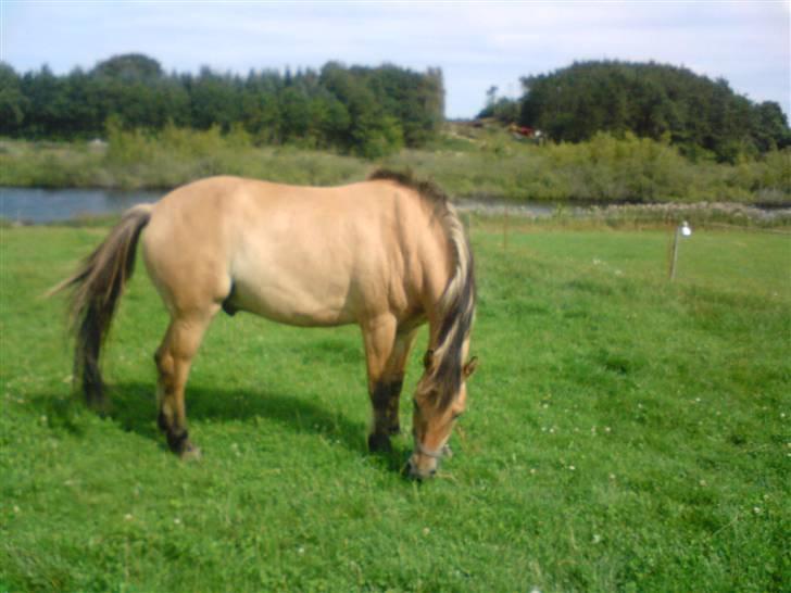 Anden særlig race lukas billede 12