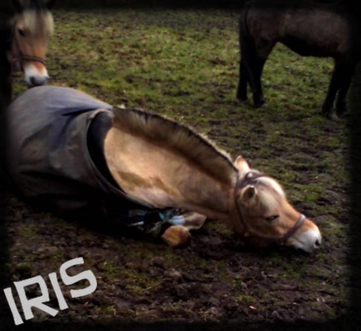 Fjordhest Iris - til distance stævne i slagelse billede 3