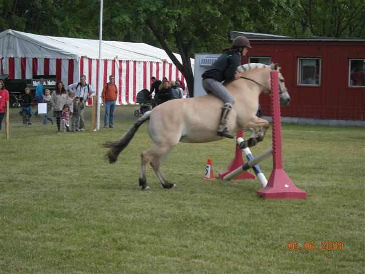 Fjordhest Iris - hvalsø 2008 billede 4