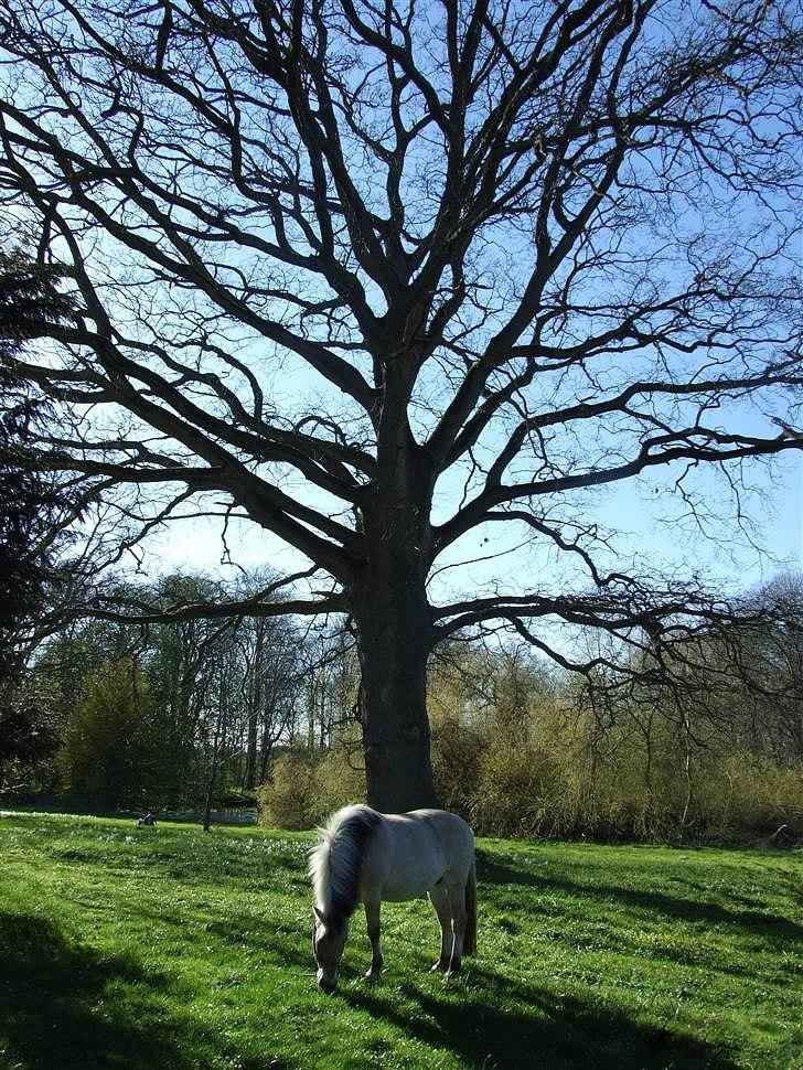 Fjordhest Bjarke Sax - Velkommen til Gumpemandens profil. :) <3 20/5 2007  billede 6