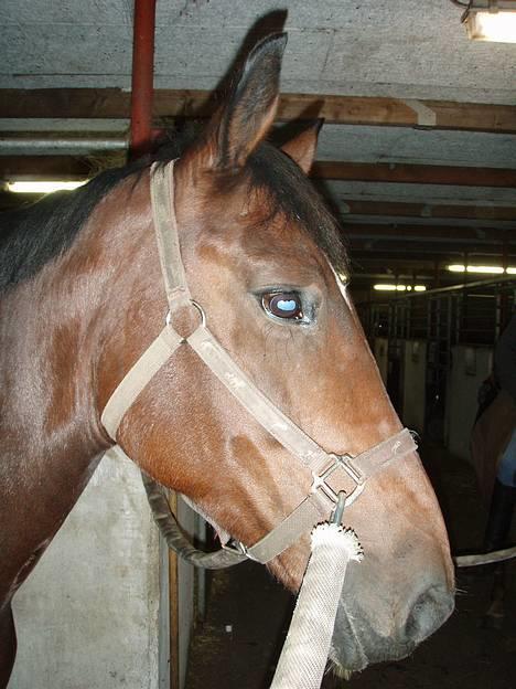 Dansk Varmblod candis viftrup(solgt) - der sker noget billede 6