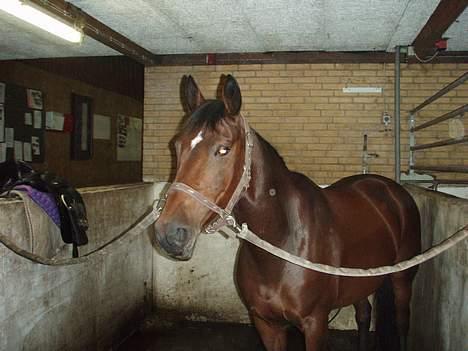 Dansk Varmblod candis viftrup(solgt) - hvad mon der sker?? billede 7