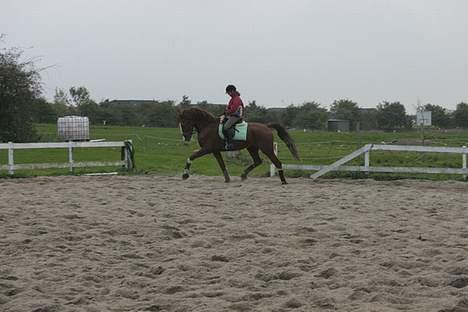 Hollandsk Varmblod Rolanda(Fie) <3 R.I.P. - Fie i trav.. (skal til at rejse mig op, letridning. derfor så mærkelig opstilling). Foto: Lena E billede 4