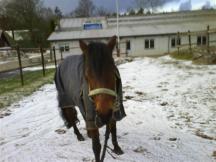 Anden særlig race Flicka  <3 den hurtige - På vej til folden. I snee!! ;D billede 3
