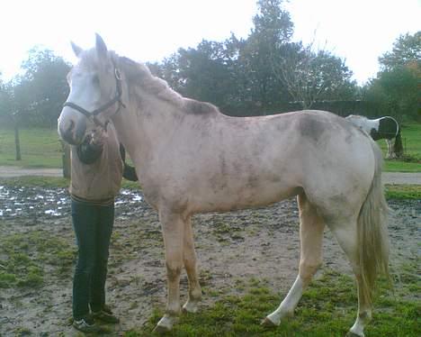 Anden særlig race Butterfly<3 billede 7