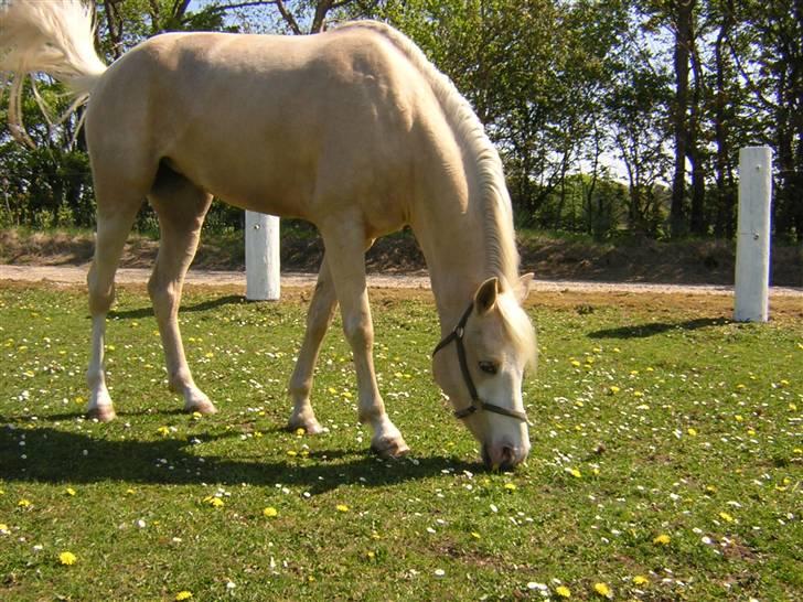 Anden særlig race Butterfly<3 - (10)  billede 10