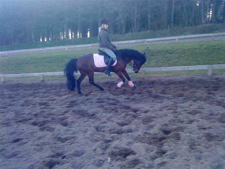 Anden særlig race Flicka  <3 den hurtige - *NYYT!* Igen, igen<33 Bare i galop ;b Foto: Clara<333 billede 6