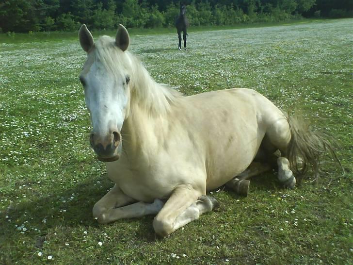 Anden særlig race Butterfly<3 - (13)  billede 13