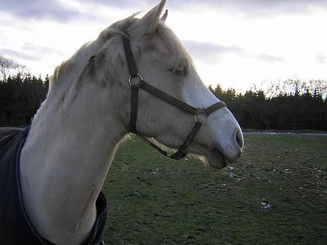 Anden særlig race Butterfly<3 billede 15