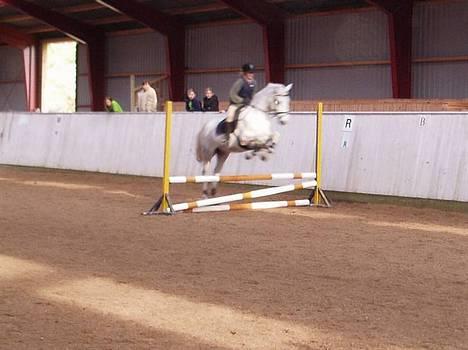 Anden særlig race Moonlight af Ellemose - super springer! (rytter maja:D) billede 6