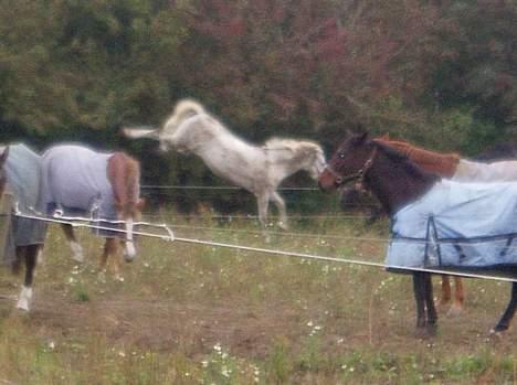 Anden særlig race Moonlight af Ellemose - mons leger på folden<3 billede 7