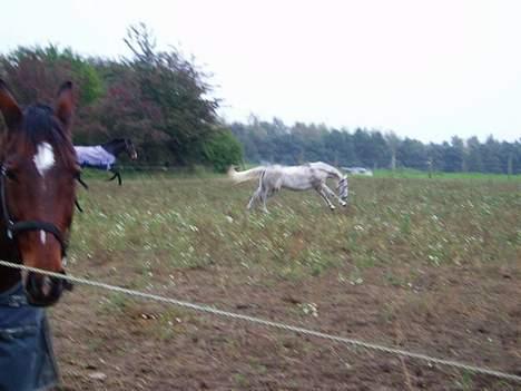 Anden særlig race Moonlight af Ellemose - sååå klar! billede 8