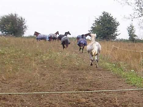 Anden særlig race Moonlight af Ellemose - fuld skid frem ad:P billede 9