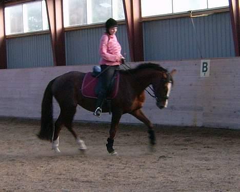 Dansk Varmblod Winzerkind  - 15 gang med rytter 13/10-06 billede 7