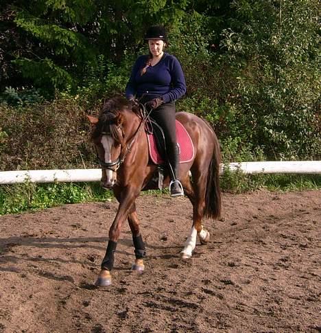 Dansk Varmblod Winzerkind  - 17 gang med rytter.. 18/10-06 billede 8