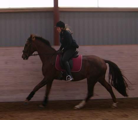 Dansk Varmblod Winzerkind  - 18 gang med rytter.. 2 galop med rytter 21/10-06 billede 9