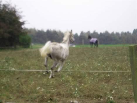 Anden særlig race Moonlight af Ellemose - Jeg kommer nu venner<3 billede 11