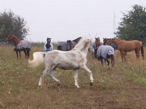 Anden særlig race Moonlight af Ellemose - Vi kan også lege knapstrupper:P billede 12