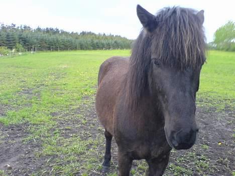 Islænder Lilja - Heej <3 Hehe, på fold med Sven og Bjarke. billede 13