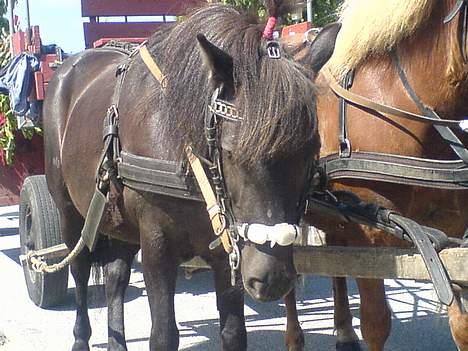 Islænder Lilja - Her er jeg ude og køre studenter, med mine venner Sven, og Bjarke. billede 14