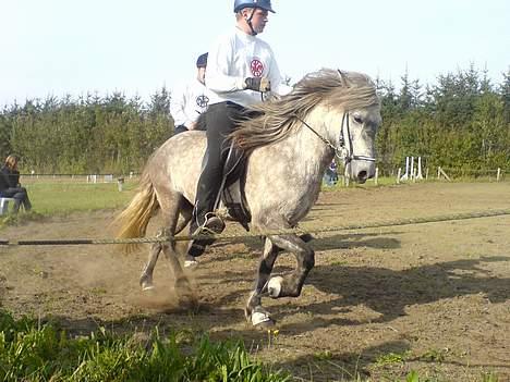 Islænder Djásn fra Skardi - Her rider Joanis, på mig til farvekvadriljen, nu skal jeg nok gi den! billede 7