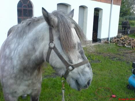 Islænder Djásn fra Skardi - Hov, hvad var det ?      nååh, det var bare Emma.<3 billede 8