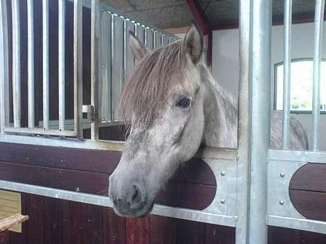 Islænder Djásn fra Skardi - Heej <3 billede 10