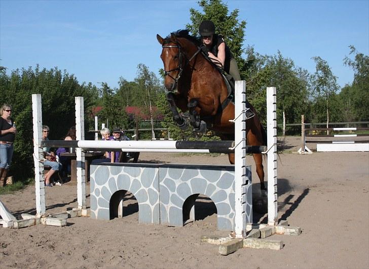 Hannoveraner Hovvejens Avila (Solgt) billede 1