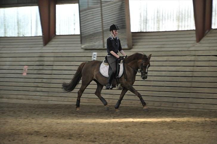 Anden særlig race Perle - undervisning ved Lene Jervelund! taget af cille andersen billede 2
