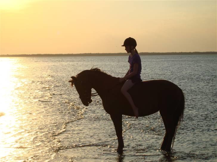 Anden særlig race Perle billede 3