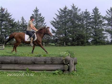 Anden særlig race Perle billede 4